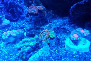 Acan Brain Coral