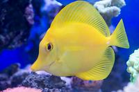 Yellow Tang Thumbnail