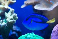 Blue Tang Thumbnail