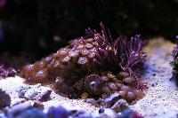 Zoa Thumbnail