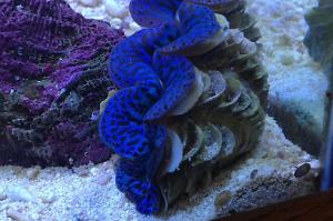 Maxima Clam