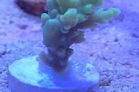 Neon Candlelight Acropora