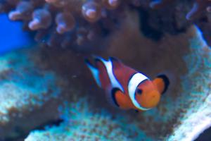 Ocellaris Clownfish Thumbnail