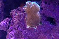 Rainbow Stylophora Coral