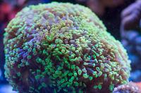 Hammer Anchor Coral Branching Thumbnail