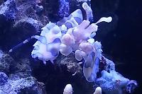 Harlequin Shrimp Thumbnail