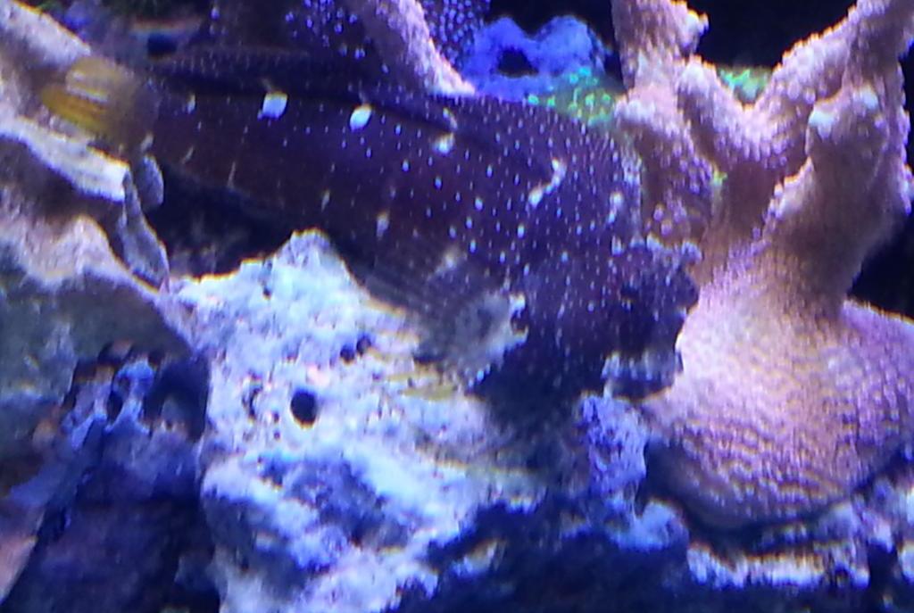 Starry Blenny