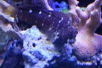 Starry Blenny Thumbnail