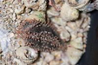 Sea Cucumber Thumbnail