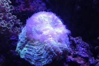 Brain Coral, Trachyphyllia