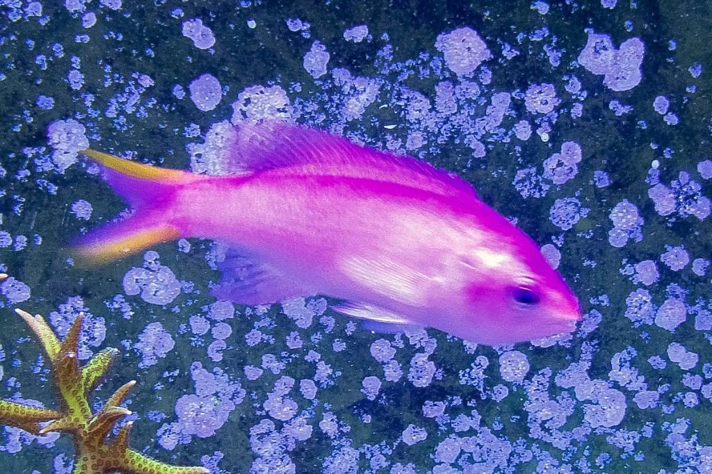 Purple Queen Anthias / Pseudanthias tuka 31