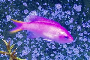 Purple Queen Anthias Thumbnail