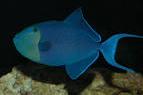 Niger Triggerfish Thumbnail