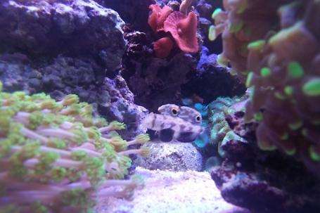 Two Spot Goby Thumbnail