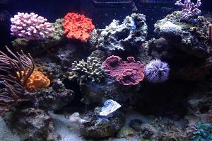 Surfrider Reef Thumbnail