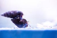 Electric Blue Hermit Crab Thumbnail