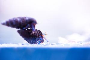 Electric Blue Hermit Crab