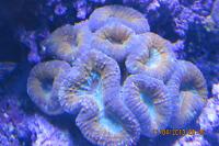 Lobophyllia Brain Coral Thumbnail