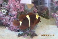 Tomato Clownfish Thumbnail