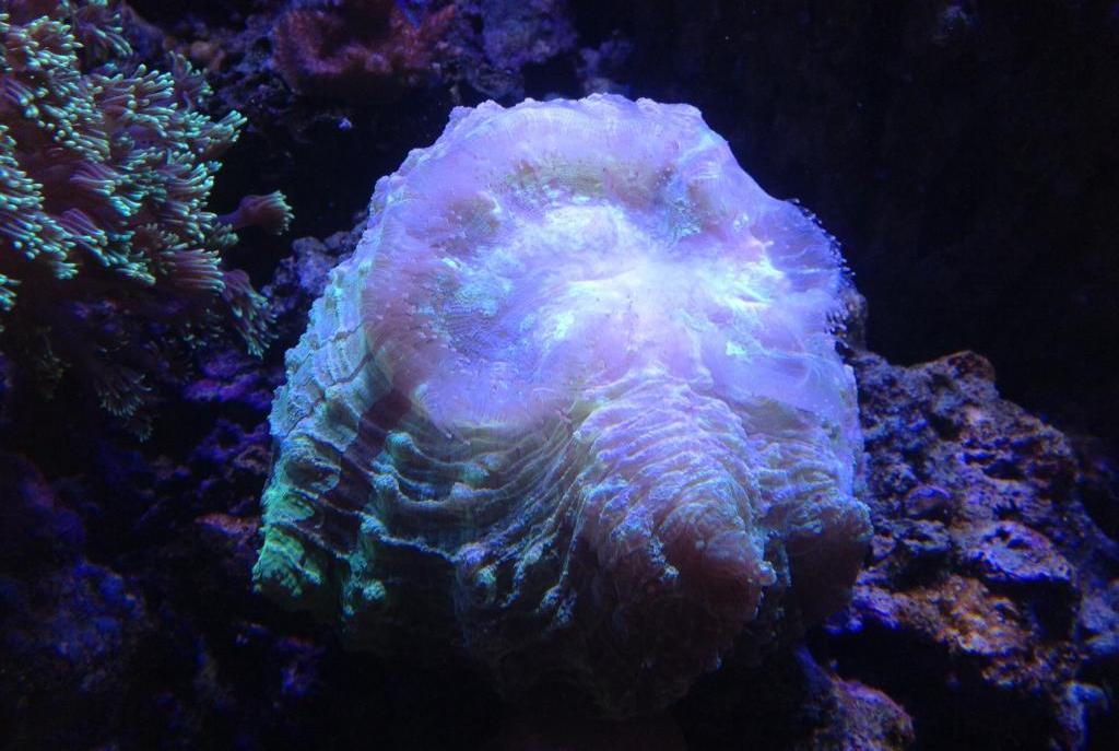 Lobophyllia Brain Coral