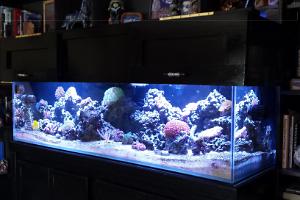 My 150G Reef Thumbnail