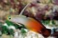 African Flame Tail Goby / Cryptocentrus aurora 49