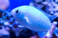 Blue/Green Reef Chromis Thumbnail