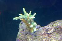 Acropora Coral