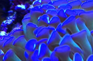 Bicolor Hammer / Anchor Coral, Branching