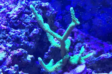 Montipora Digitata Thumbnail