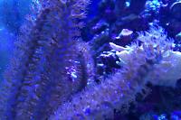 Purple Tree Gorgonian