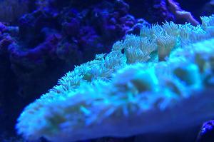 Cup Coral Pagoda Thumbnail