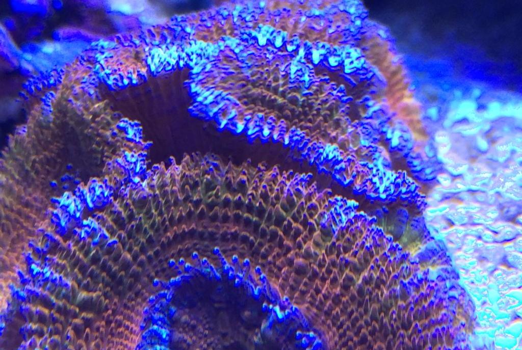 Acan Lord