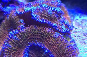 Acan Lord