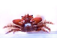 Red Mithrax Crab Thumbnail