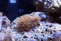 Starburst Polyp Thumbnail