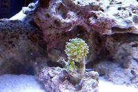 Frogspawn Coral - Branched Thumbnail