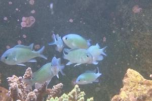 Blue/Green Reef Chromis Thumbnail