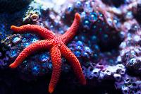 Conical Spined Sea Star Thumbnail