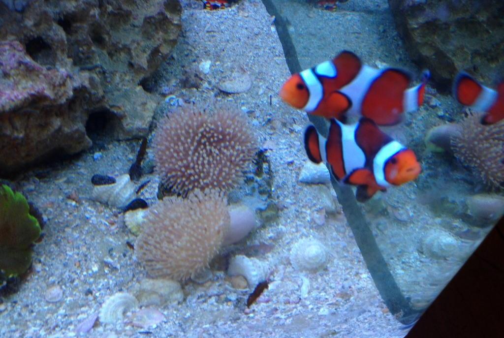 Toadstool Mushroom Leather Coral