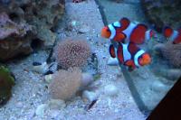 Toadstool Mushroom Leather Coral Thumbnail