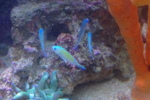 Blue/Green Reef Chromis Thumbnail