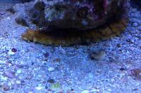 Yellow Sea Cucumber Thumbnail