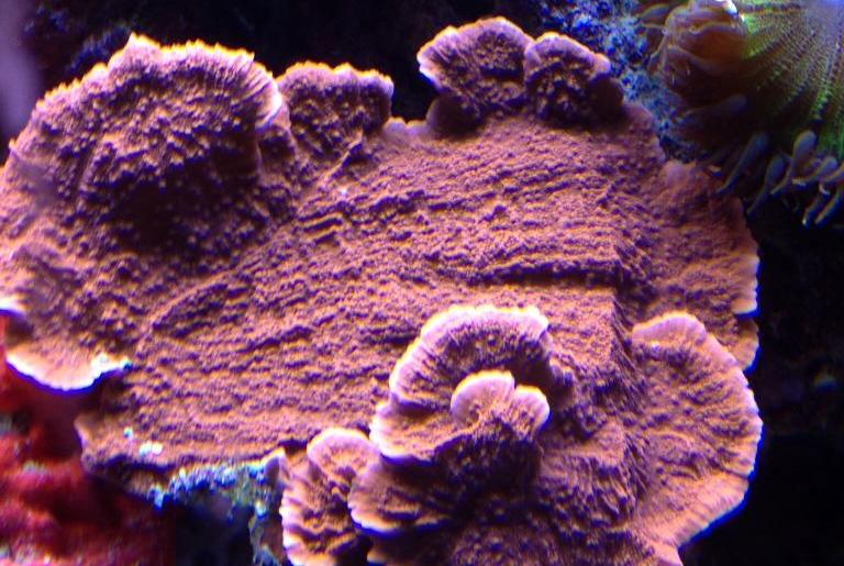 Scrolling Orange Montipora