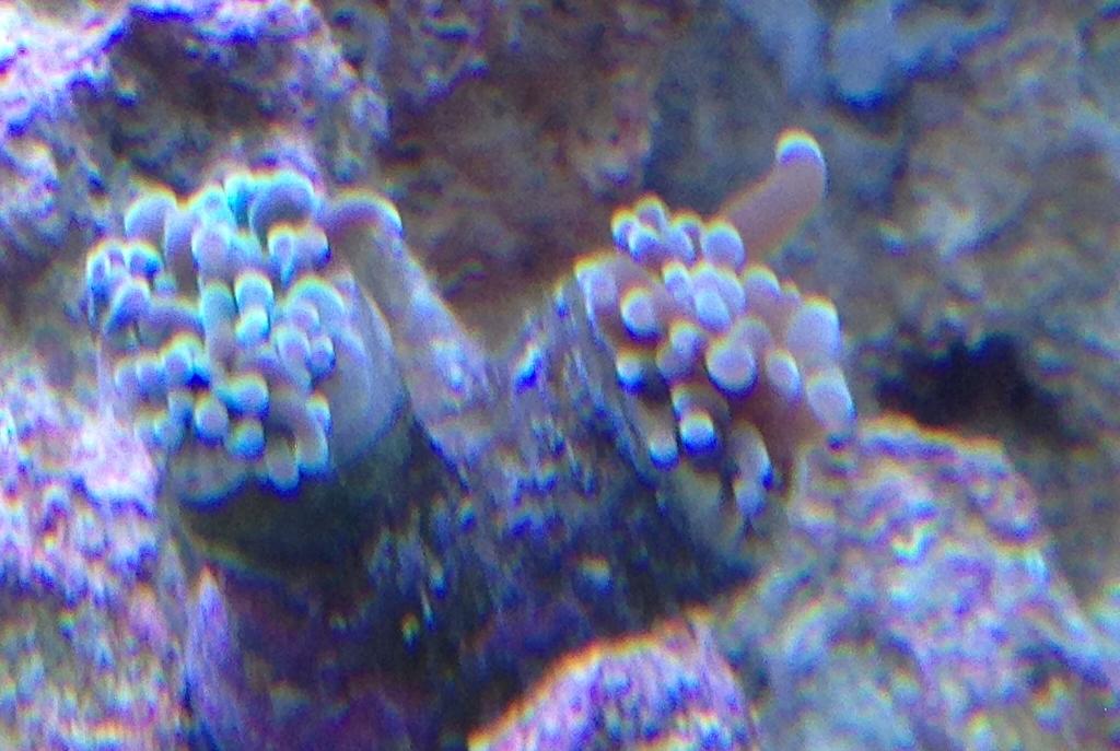 Hammer / Anchor Coral, Branching