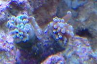 Hammer Anchor Coral Branching Thumbnail