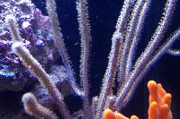 Purple Whip Gorgonian Thumbnail