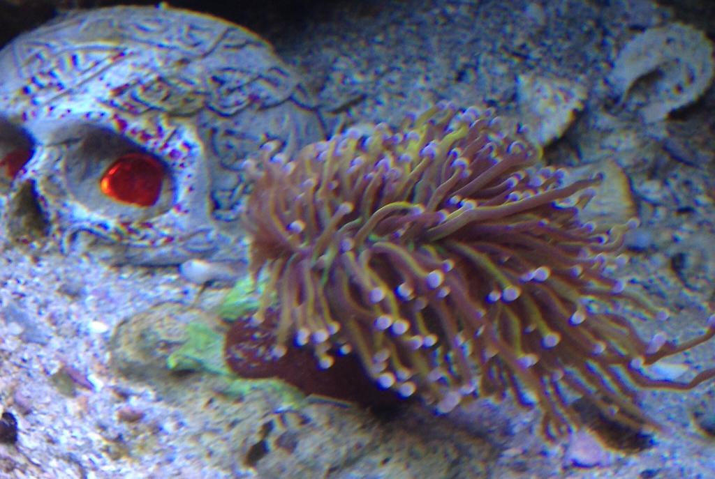 Torch Coral