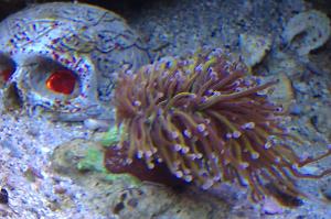 Torch Coral