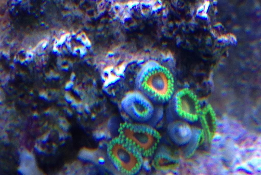 Assorted Zoas